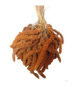 Kızıl Dal Darı Yerli Üretim Yeni Mahsul Kuş Yemi 250 gr