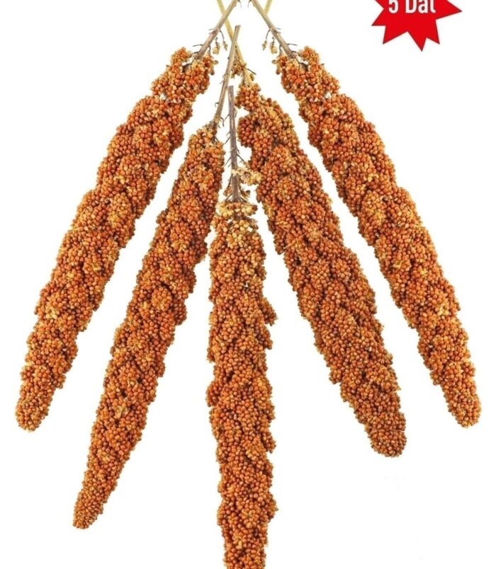 1_org_zoom-384.jpg 1_org_zoom-384.jpg