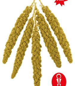 Doğal Dal Darı - Tüm Kafes Kuşları Için Darı - Kuş Yemi - Yavru Kuşların Tüketimi Uygundur