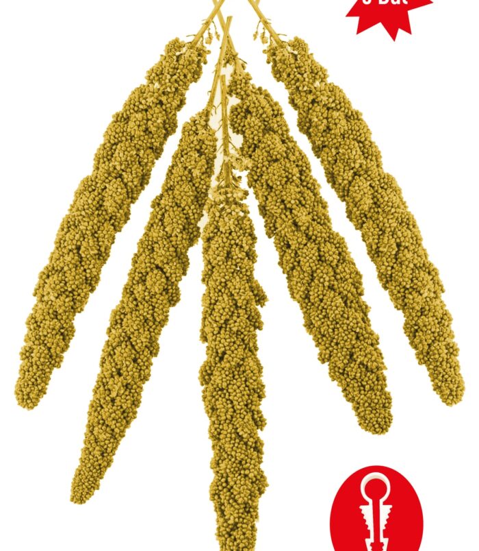 1_org_zoom-386.jpg 1_org_zoom-386.jpg